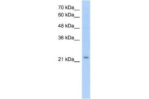 anti-Epithelial Membrane Protein 2 (EMP2) (Middle Region) antibody