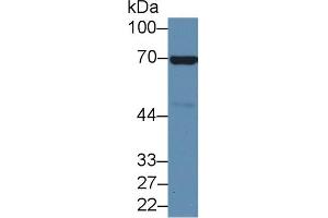 Western blot analysis of Mouse Heart lysate, using Mouse ANXA6 Antibody (2 µg/ml) and HRP-conjugated Goat Anti-Rabbit antibody ( (ANXA6 anticorps  (AA 251-504))