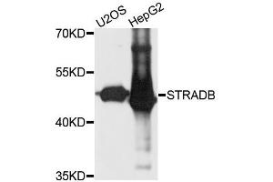 Western blot analysis of extracts of various cell lines, using STRADB antibody (ABIN5995990) at 1/1000 dilution.