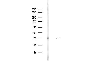 Western blot analysis of lysates from MCF7 cells(heat-shock,45 min treatment), using SFXN4 Antibody at 1/1000 dilution.