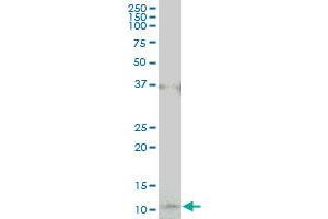 COX17 monoclonal antibody (M01), clone 4G2.