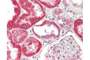 Immunohistochemical staining of FGF-19 using anti-FGF-19 (human), mAb (FG369-1)  in formalin-fixed and paraffin-embedded (FFPE) human kidney tissue (15µg/ml).