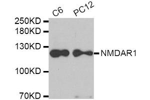 Western blot analysis of extracts of C6 and PC12 cell lines, using GRIN1 antibody. (GRIN1/NMDAR1 anticorps)