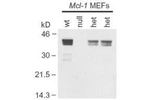Anti-Mcl-1 Antibody - Western Blot.