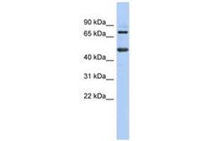 Image no. 1 for anti-Zinc Finger and BTB Domain Containing 26 (ZBTB26) (N-Term) antibody (ABIN6740606) (ZBTB26 anticorps  (N-Term))
