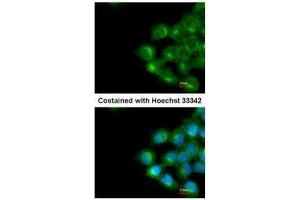 ICC/IF Image Immunofluorescence analysis of methanol-fixed A431, using Scramblase1, antibody at 1:200 dilution. (PLSCR1 anticorps)