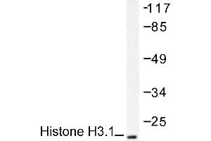 Image no. 1 for anti-Histone H3.1 (HIST1H3B) antibody (ABIN265467) (Histone H3.1 anticorps)