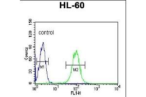 BPI Antibody (Center) (ABIN653003 and ABIN2842635) flow cytometric analysis of HL-60 cells (right histogram) compared to a negative control cell (left histogram). (BPI anticorps  (AA 293-324))