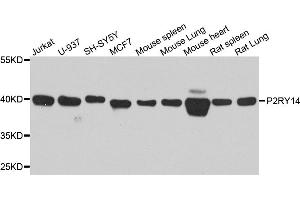 Western blot analysis of extracts of various cell lines, using P2RY14 antibody. (P2RY14 anticorps)