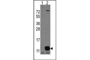 Image no. 1 for anti-phosphohistidine Phosphatase 1 (PHPT1) (C-Term) antibody (ABIN357858) (PHPT1 anticorps  (C-Term))