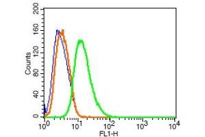 Rat RSC96 cells probed with Synaptopodin Polyclonal Antibody, FITC conjugated (bs-3633R-FITC) (green) at 1:100 for 30 minutes compared to unstained cells (blue) and isotype control (orange). (SYNPO anticorps  (AA 601-700) (FITC))