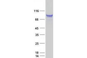 Validation with Western Blot