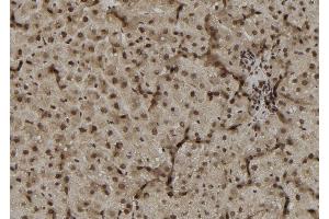 ABIN6272345 at 1/100 staining Rat liver tissue by IHC-P.
