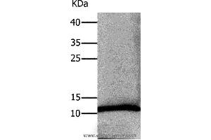 Western blot analysis of Human lung tissue, using DEFA1 Polyclonal Antibody at dilution of 1:550 (alpha Defensin 1 anticorps)