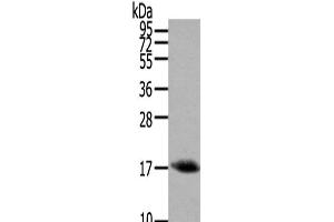 Western Blot analysis of Mouse muscle tissue using HCRT Polyclonal Antibody at dilution of 1/200 (Orexin anticorps)