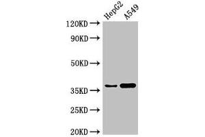 Western Blot Positive WB detected in: HepG2 whole cell lysate, A549 whole cell lysate All lanes: GGH antibody at 3 μg/mL Secondary Goat polyclonal to rabbit IgG at 1/50000 dilution Predicted band size: 36 kDa Observed band size: 36 kDa