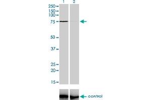 Western blot analysis of ZNF281 over-expressed 293 cell line, cotransfected with ZNF281 Validated Chimera RNAi (Lane 2) or non-transfected control (Lane 1). (ZNF281 anticorps  (AA 787-893))