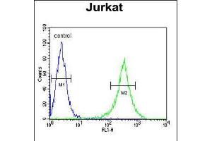Flow cytometric analysis of Jurkat cells (right histogram) compared to a negative control cell (left histogram). (GNE anticorps  (C-Term))