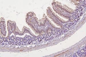 IHC analysis of TXN2 using anti-TXN2 antibody (ABIN7602150). (TXN2 anticorps  (AA 60-166))