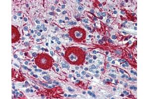 Rabbit Anti-VEZF1 Antibody  arp35830 Paraffin Embedded Tissue: Human Brain Antibody Concentration: 5 ug/ml