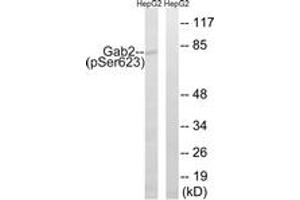 Western blot analysis of extracts from HepG2 cells treated with PMA 125ng/ml 30', using Gab2 (Phospho-Ser623) Antibody. (GAB2 anticorps  (pSer623))