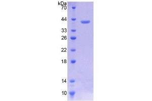 SDS-PAGE analysis of Human Mucin 3 Protein.