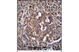 RBPJL Antibody (N-term) (ABIN655981 and ABIN2845365) immunohistochemistry analysis in formalin fixed and paraffin embedded human pancreas tissue followed by peroxidase conjugation of the secondary antibody and DAB staining.