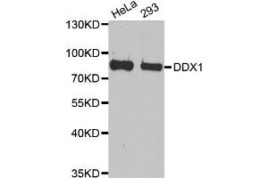 Western Blotting (WB) image for anti-DEAD (Asp-Glu-Ala-Asp) Box Polypeptide 1 (DDX1) antibody (ABIN1980256) (DDX1 anticorps)