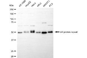 Western blotting analysis using SRSF6 antibody (ABIN7800308). (Recombinant SFRS6 anticorps)
