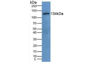 Figure. (EGF anticorps  (AA 45-275))