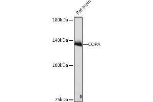 Western blot analysis of extracts of Rat brain, using COPA Rabbit mAb (ABIN7266423) at 1:1000 dilution.