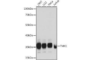 Western blot analysis of extracts of various cell lines, using TMX1 antibody  at 1:1000 dilution. (TMX1 anticorps  (AA 210-280))