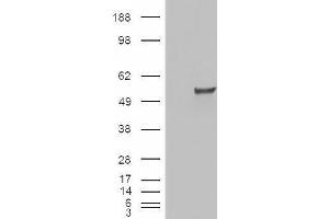 HEK293 overexpressing ESRRG (ABIN5424069) and probed with ABIN334393 (mock transfection in first lane). (ESRRG anticorps  (Internal Region))
