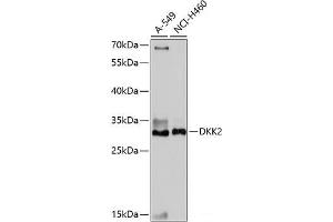 Western blot analysis of extracts of various cell lines using DKK2 Polyclonal Antibody at dilution of 1:1000. (DKK2 anticorps)