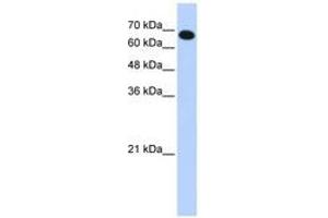 Image no. 1 for anti-Coiled-Coil Domain Containing 38 (CCDC38) (AA 143-192) antibody (ABIN6741246) (CCDC38 anticorps  (AA 143-192))
