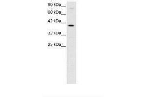Image no. 3 for anti-KIN, Antigenic Determinant of RecA Protein Homolog (KIN) (AA 230-279) antibody (ABIN6735789) (KIN anticorps  (AA 230-279))