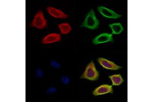 ABIN7094466 and ABIN7098514 staining HepG2 cells by IF/ICC. (SCG2 anticorps  (N-Term))