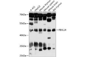 Western blot analysis of extracts of various cell lines, using FBXL14 antibody (ABIN7267080) at 1:1000 dilution.