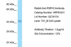 Western Blotting (WB) image for anti-Purinergic Receptor P2Y, G-Protein Coupled, 2 (P2RY2) (C-Term) antibody (ABIN2789420) (P2RY2 anticorps  (C-Term))