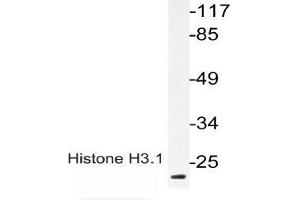 Western blot (WB) analysis of p-Histone H3. (Histone H3.1 anticorps  (pThr3))