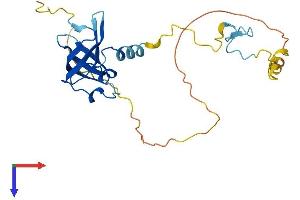 AlphaFold protein structure predicition of Human Recombinant ZCCHC17 Protein, UniprotID Q9NP64