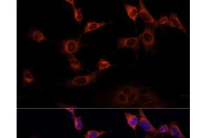 Immunofluorescence analysis of NIH-3T3 cells using WWOX Polyclonal Antibody at dilution of 1:100 (40x lens). (WWOX anticorps)