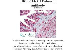 Image no. 2 for anti-Calnexin (CANX) (N-Term) antibody (ABIN1732595) (Calnexin anticorps  (N-Term))