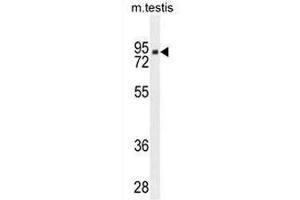 CLPX Antibody (C-term) western blot analysis in mouse testis tissue lysates (35µg/lane). (CLPX anticorps  (C-Term))