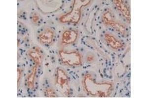 Detection of MSTN in Human Kidney Tissue using Monoclonal Antibody to Myostatin (MSTN) (MSTN anticorps  (AA 267-375))