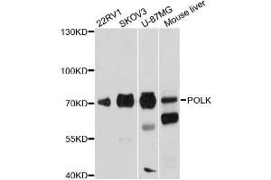Western blot analysis of extracts of various cell lines, using POLK antibody. (POLK anticorps  (AA 1-100))