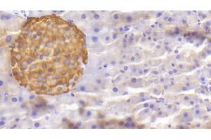 Detection of CHGA in Mouse Pancreas Tissue using Polyclonal Antibody to Chromogranin A (CHGA) (Chromogranin A anticorps  (AA 24-154))