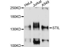 Western blot analysis of extracts of various cell lines, using STIL antibody (ABIN4905325) at 1:1000 dilution. (STIL anticorps)