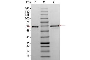 SDS-PAGE of AKT3 (phosphatase treated) Human Recombinant Protein. (AKT3 Protéine)
