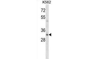Western Blotting (WB) image for anti-Homeobox B8 (HOXB8) antibody (ABIN2998503) (HOXB8 anticorps)